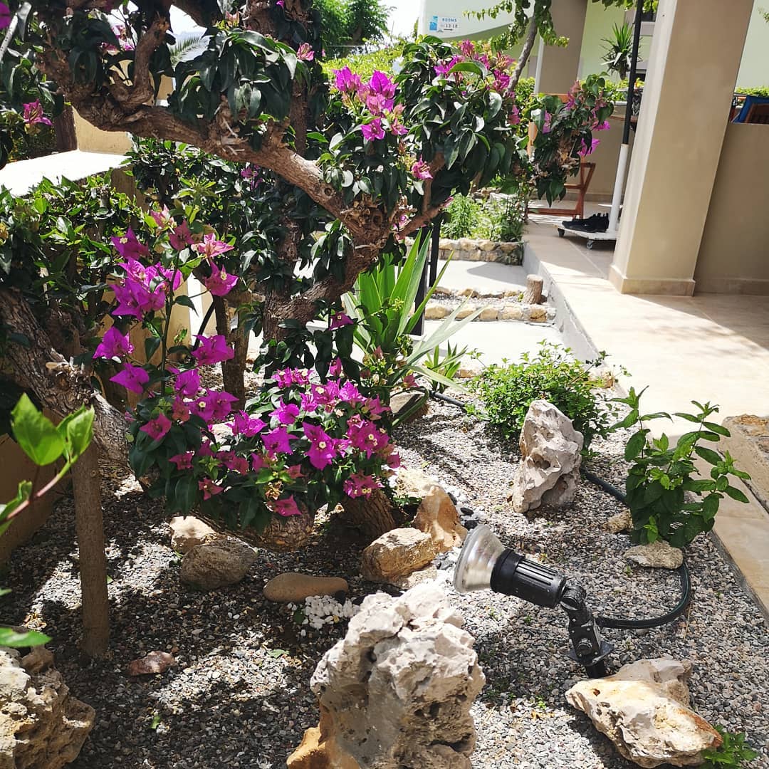 Apartment garden Apartment garden